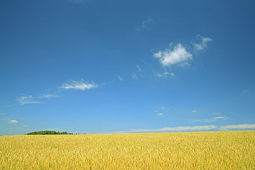 xosomiennam