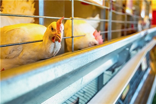 soi cầu lô đề miễn phí