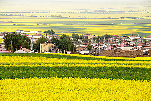 rong bach kim mien bac