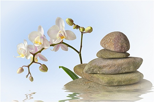 rong bach kim hai nhay