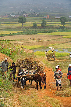 xổ số cần thơ ba đài