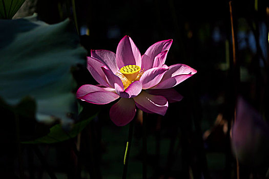 soi cau tp