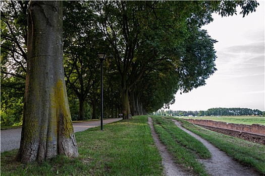 soi cau bach thu tp