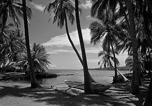 cau bach thu lo