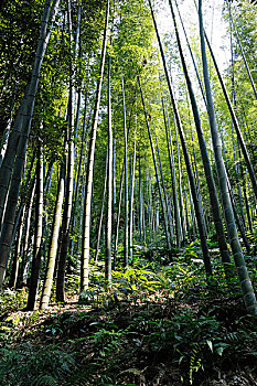 soi cau de chuan