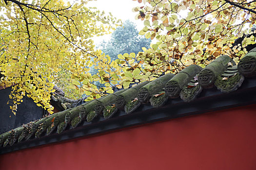bạch thủ đề ngày mai