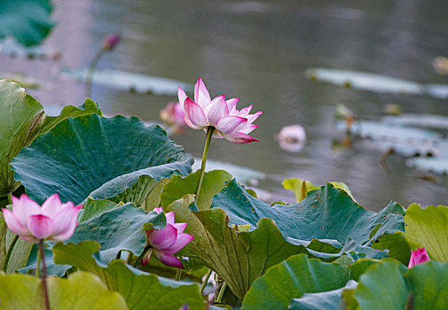 miền bắc thứ tư