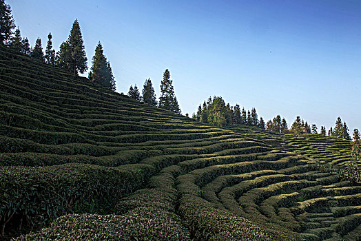 binh luan lo de