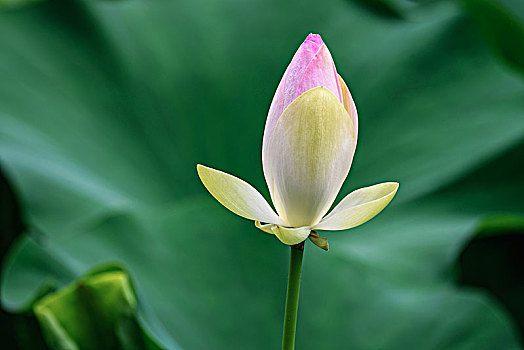 xổ số thần tài miền bắc