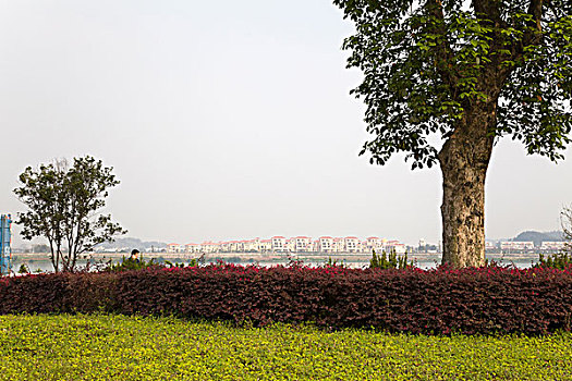 lo bạch thủ hôm nay