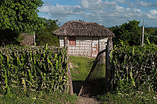 bạch thủ lô đề