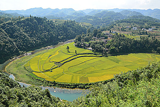 cầu bạch thủ mb