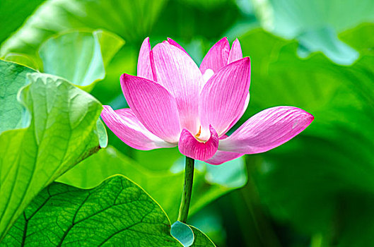 soi cầu bạch thủ miền bắc 24 giờ