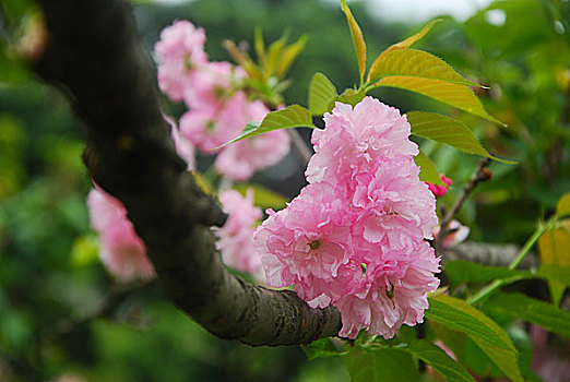 rong bach kim 247