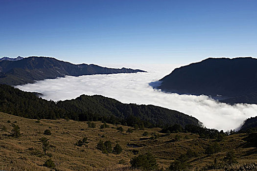 soi lo bạch thủ