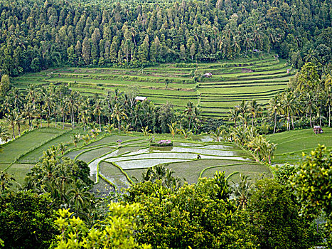 bạch thủ đề ngày mai