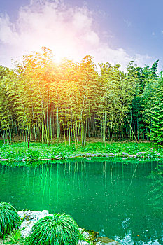 cau bạch thu hom nay