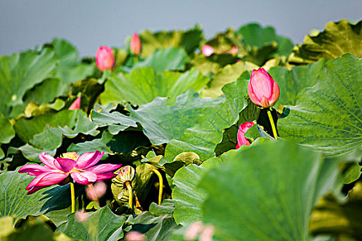 cầu bạch thủ hôm nay