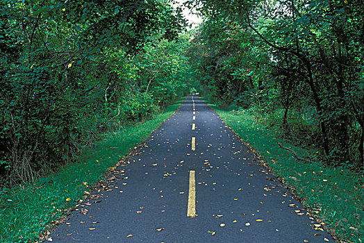 soi cau dai loc