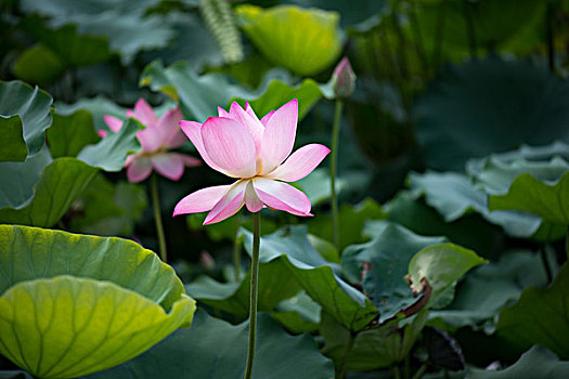 soi cau 96