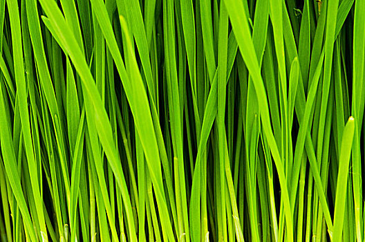 lo dan lo xien