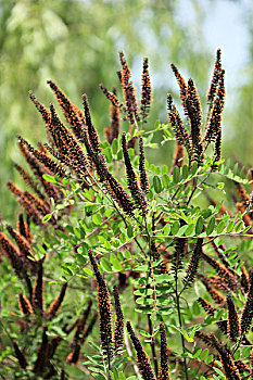 xổ số chấm mi