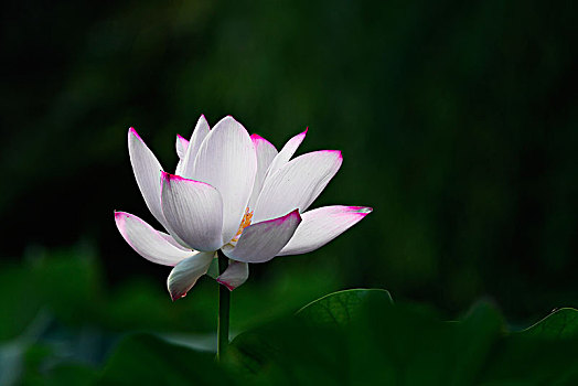 chốt lô