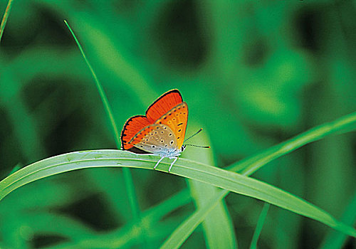 số xổ số miền bắc