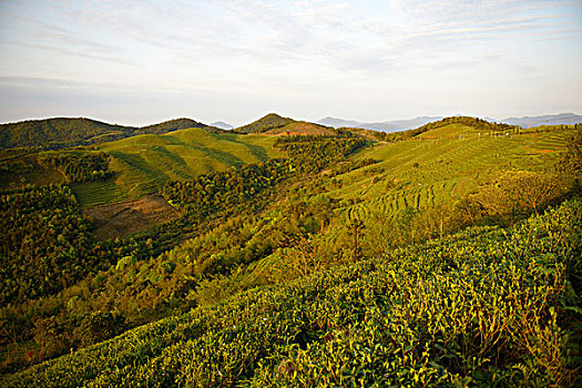 soi số miền bắc