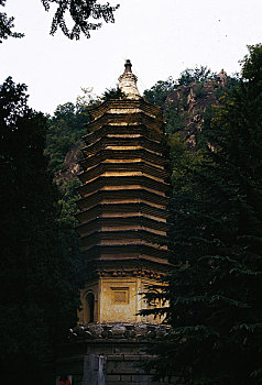 rong bach kim xsmb