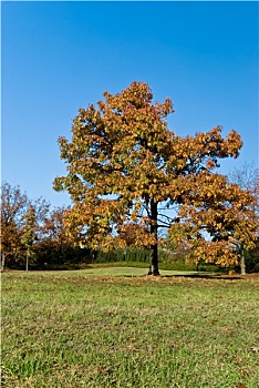 lo de