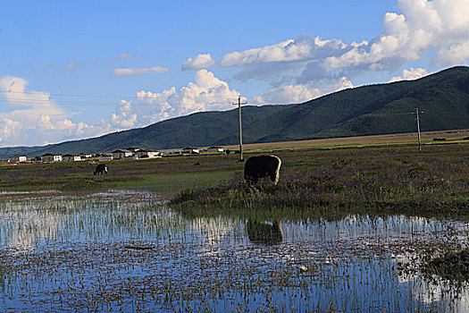 soi cau rong bach kim