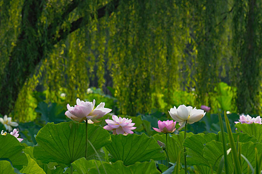 cách đánh lô chắc ăn
