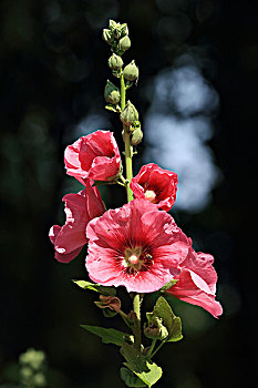 soi lo bạch thủ