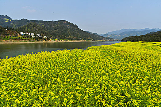 soi lo bạch thủ