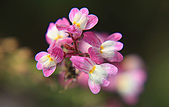 cau gio vang