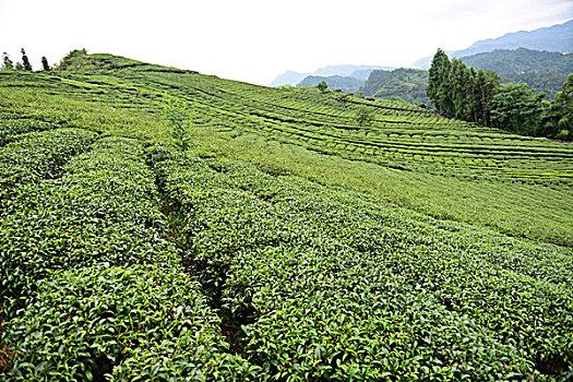 miền bắc thứ ba hàng tuần