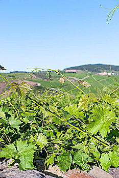 soicau247 99