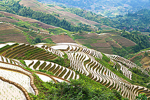 soi bạch thủ đề miền bắc