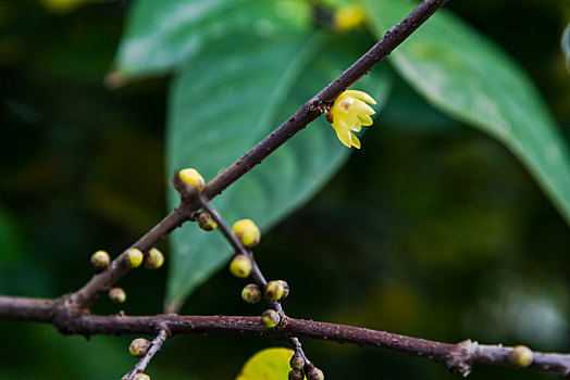 xổ số tiền giang trực tiếp