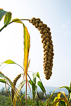 soi cầu lô bạch thủ miễn phí