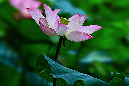 xổ số kiến thiết gia lai