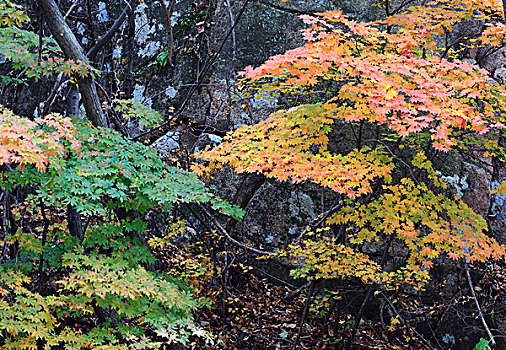thong ke rong bach kim gio vang