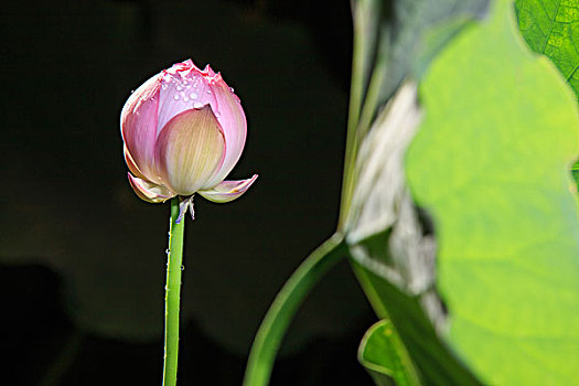 bạch kim lô đề