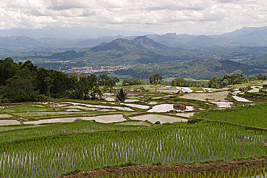 soi cau bach thu xsmb 888