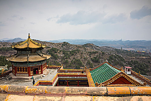 rong bach kim 247
