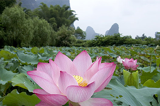 soi cau bạch thu