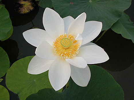 cau ba mien