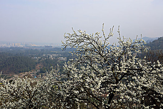 lô tô bạch thủ