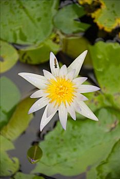bạch thủ lô đề hôm nay